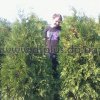 Туя западная